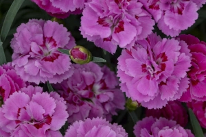 Dianthus 'Goody Gumdrops' 